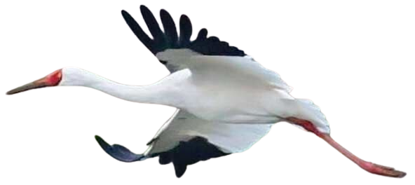 Omid